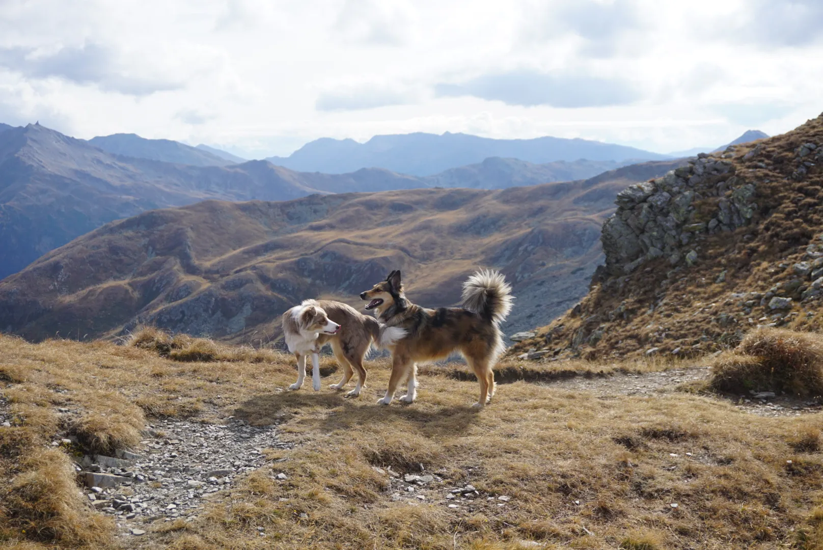 Urlaub mit Hund Südtirol – Ferienwohnung Sterzing